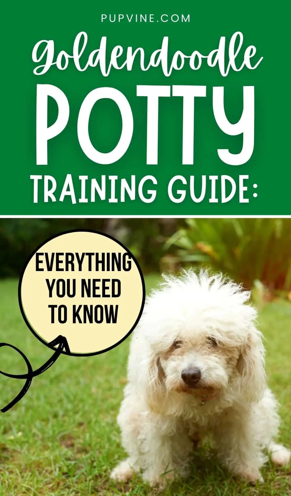 Goldendoodle Potty Training Guide Everything You Need To Know
