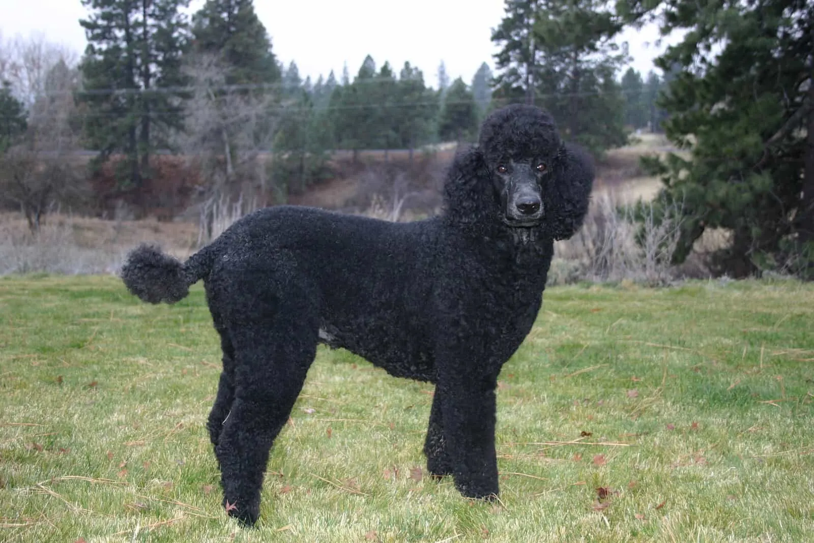 Gorgeous Young Black Standard Poodle