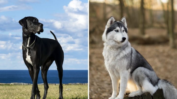 Great Dane Husky Mix: Your Best Guide To A Gentle Giant