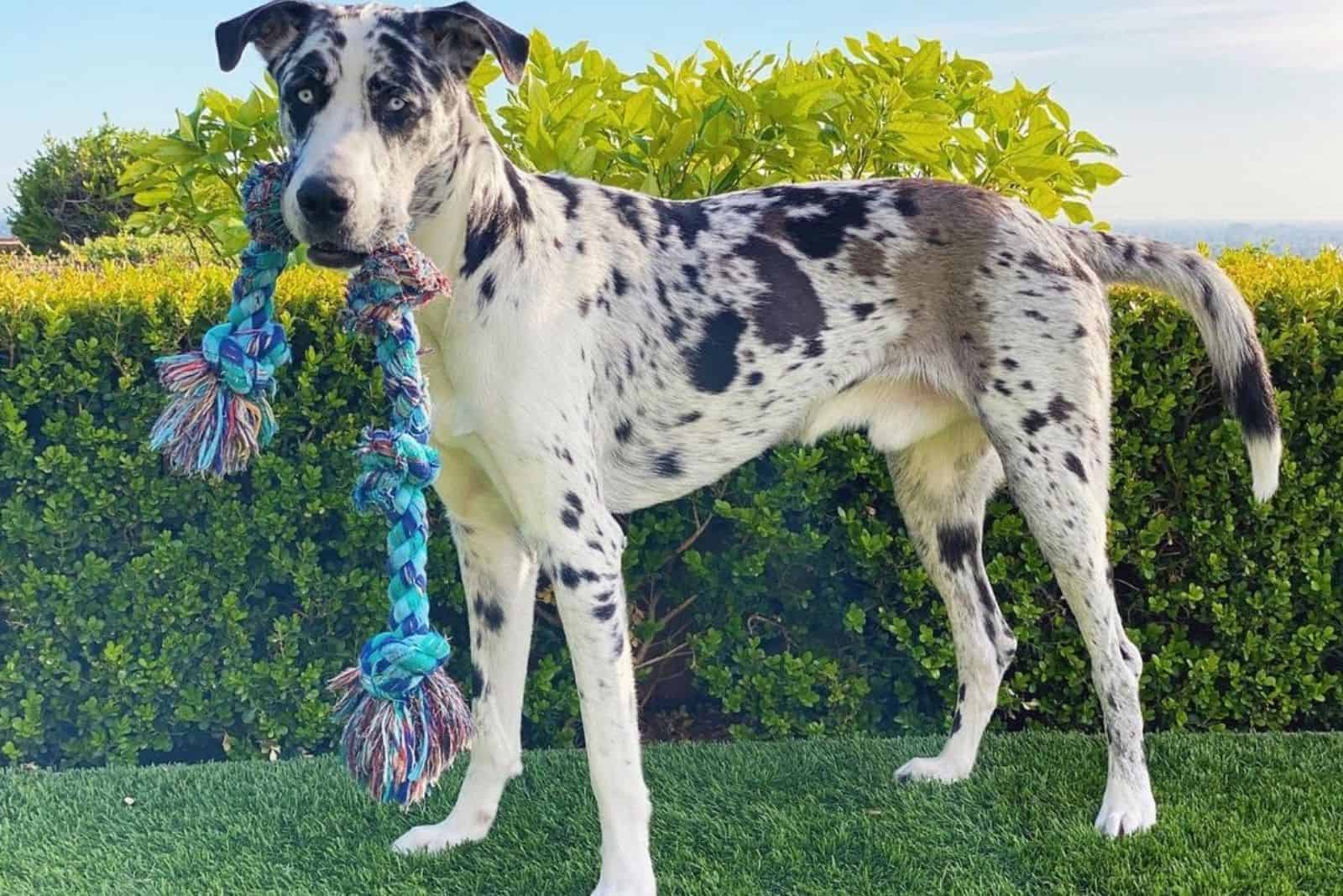 Great Dane Husky Mix