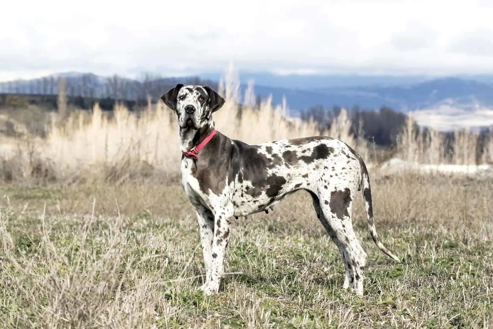 Great Dane dog standing outdoors
