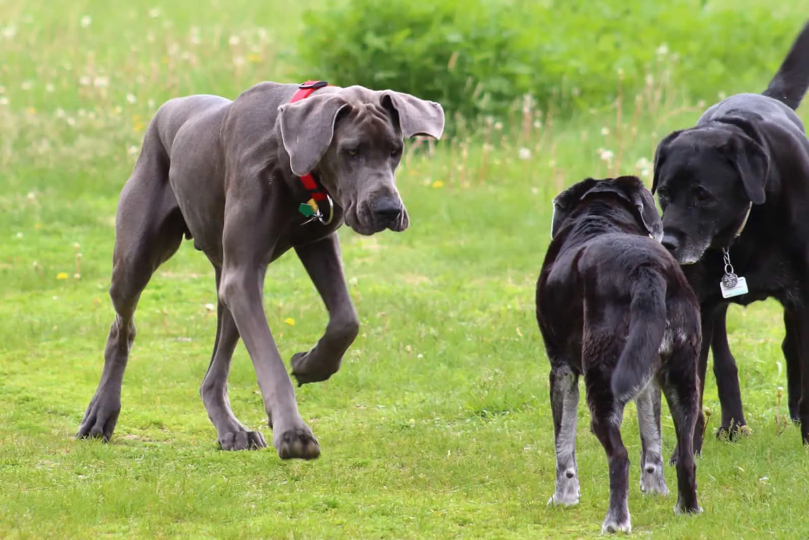 Great Dane meeting other dogs