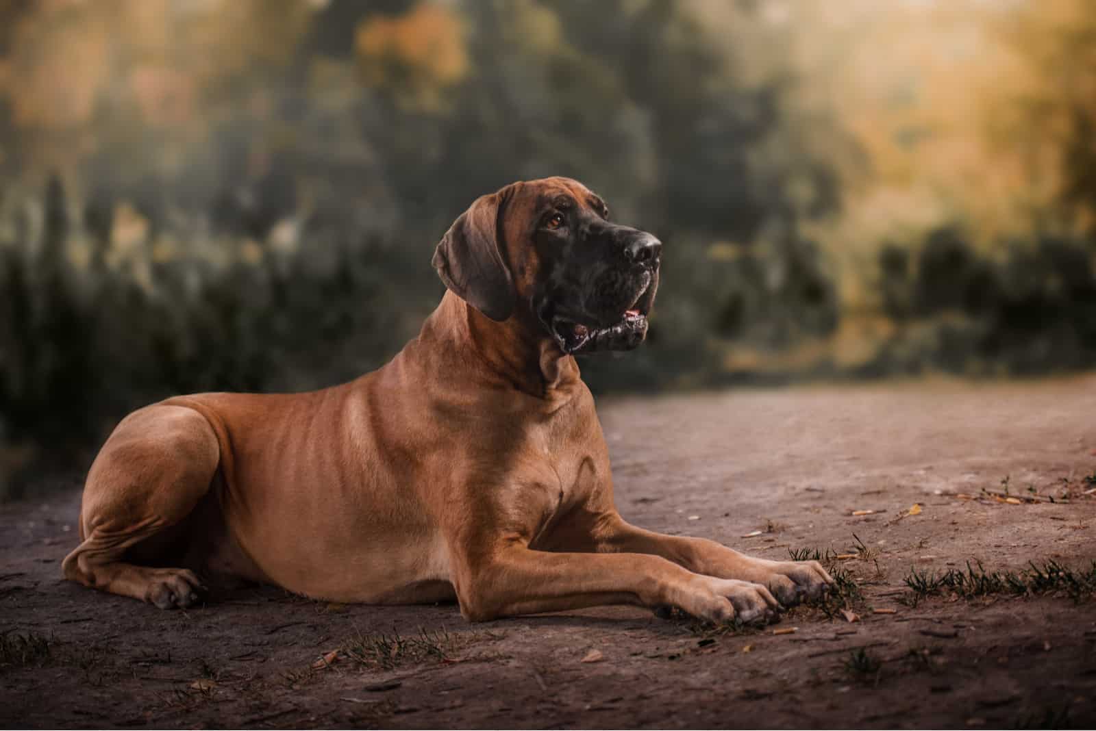 Great dane Dog lying on the ground