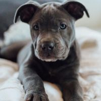 cute grey pitbull puppy