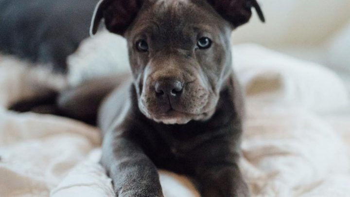 Grey Pitbull: Everything You Should Know About These Rare Gems