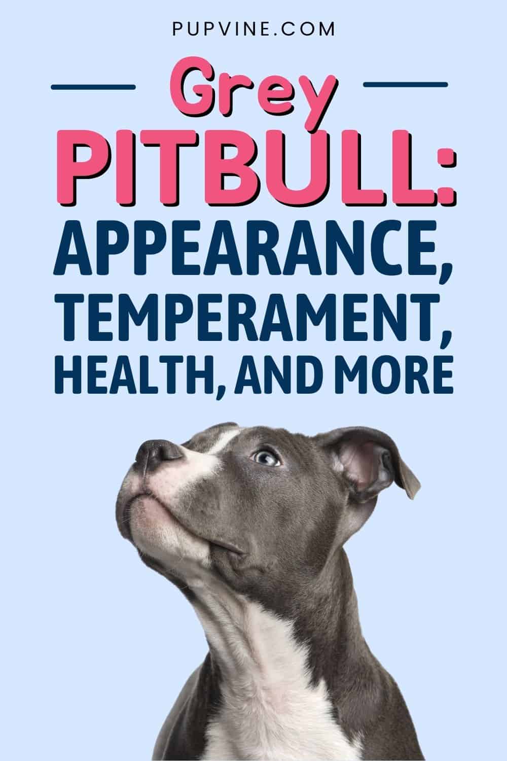 Grey Pitbull Appearance, Temperament, Health, And More!