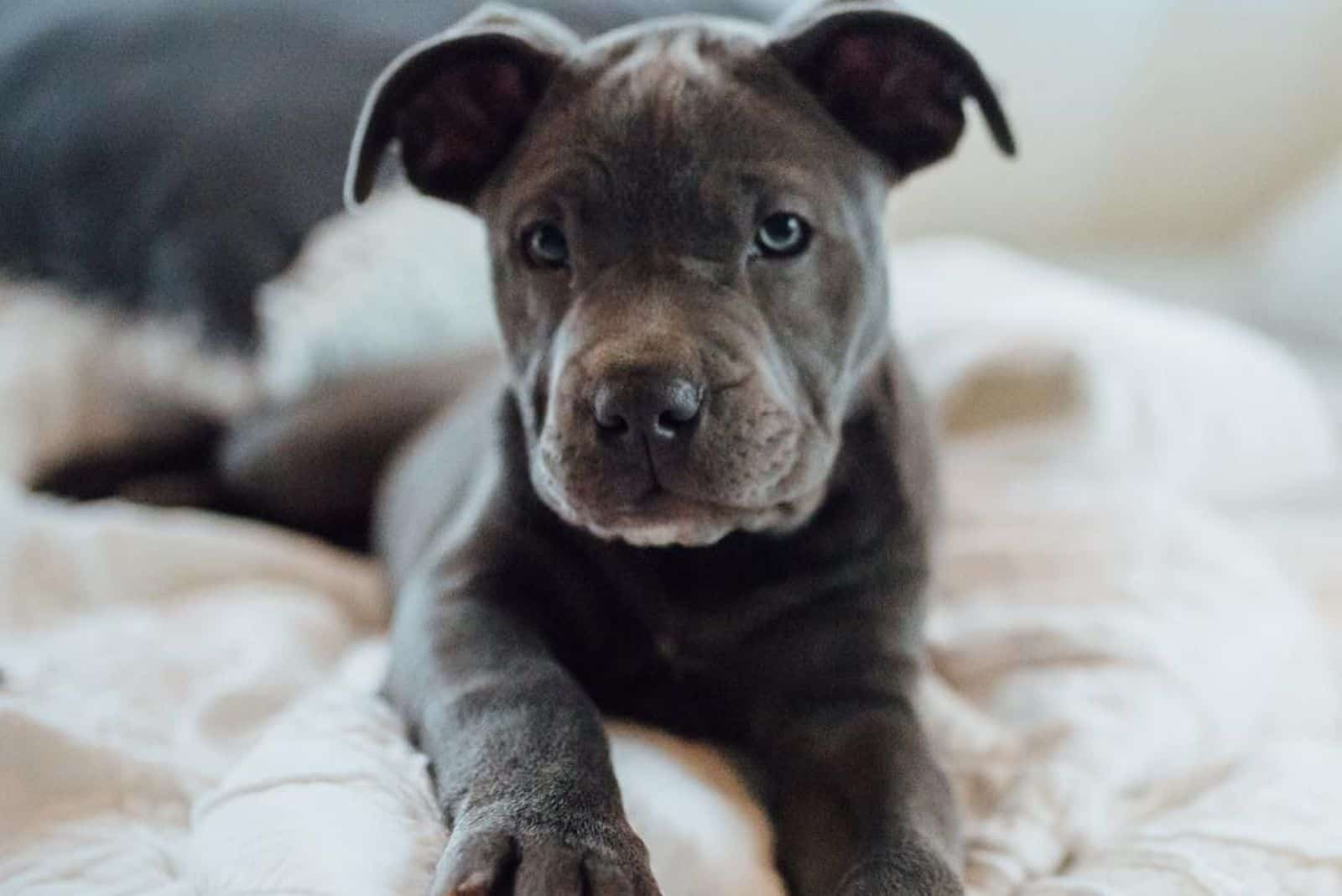 cute grey pitbull puppy
