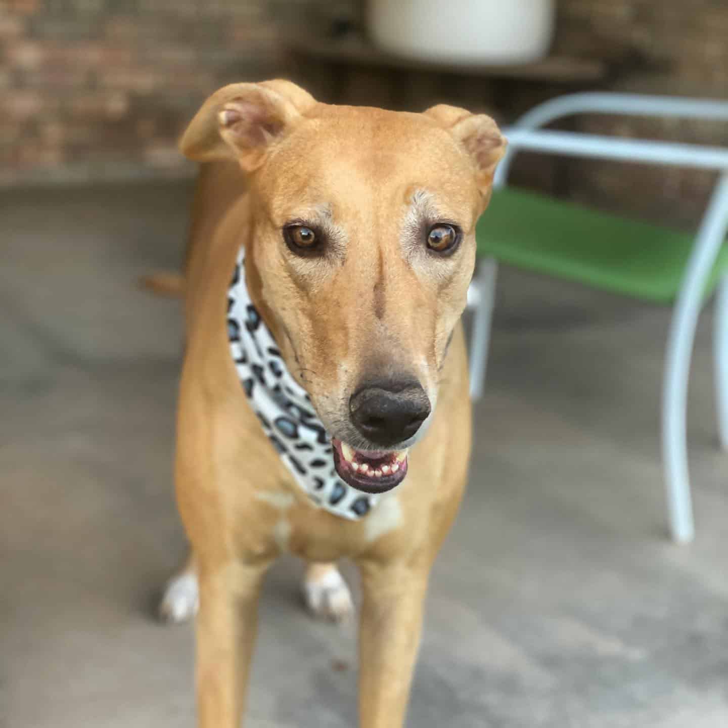 Greyhound Pitbull mix