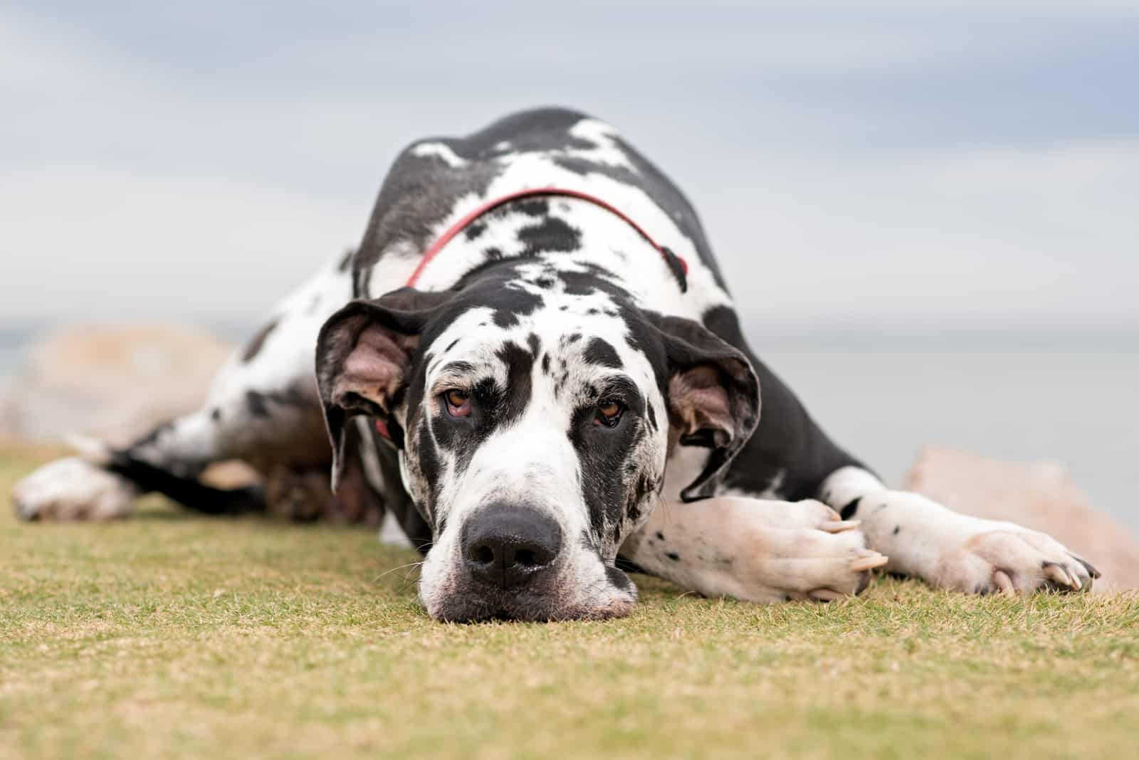 Harlequin Great Dane laying on ground