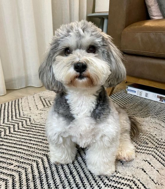 Havanese Lifespan How Long Will You Have This Adorable Pup?