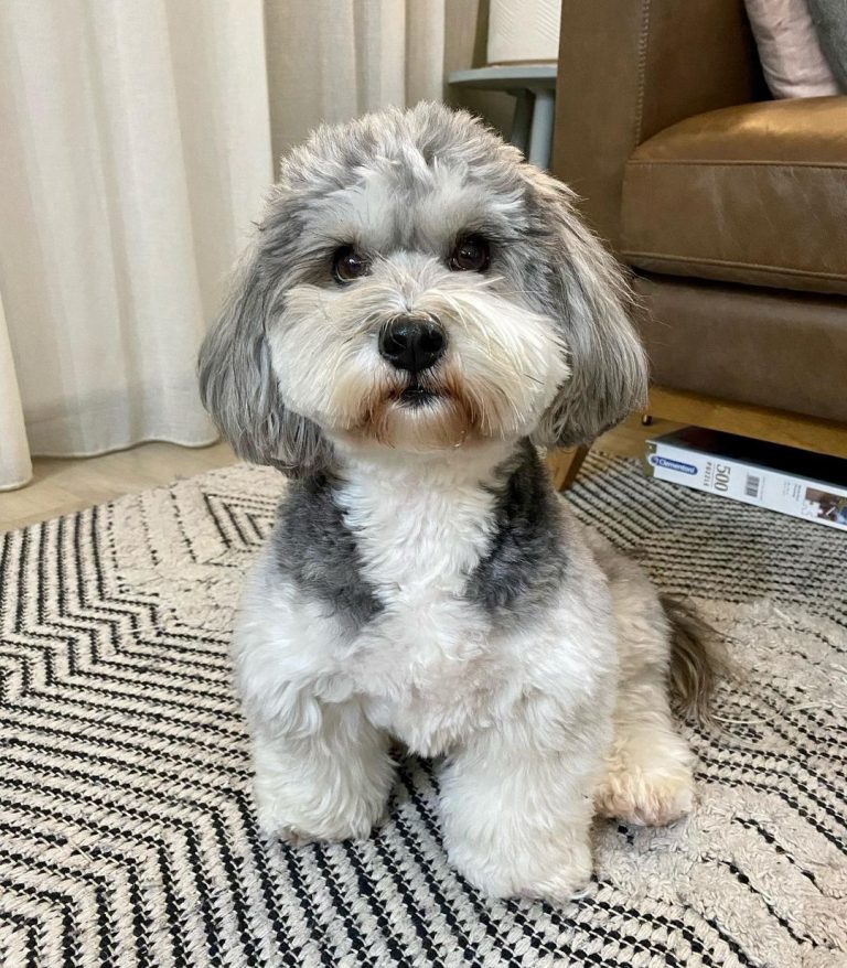 Havanese Lifespan How Long Will You Have This Adorable Pup?
