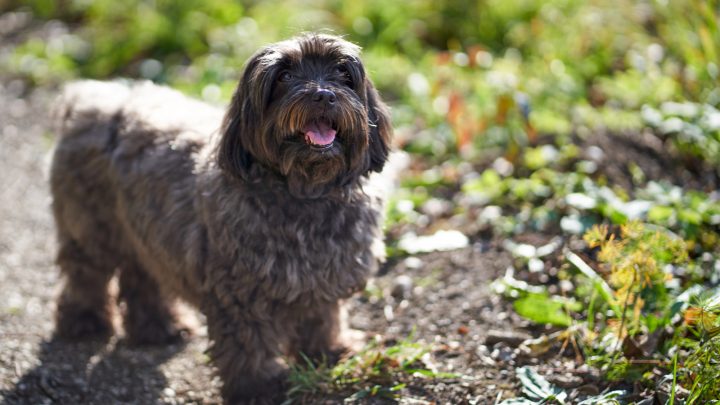 Havanese Lifespan: How Long Will You Have This Adorable Pup?
