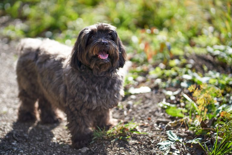 Black havenese dog standing outdoors