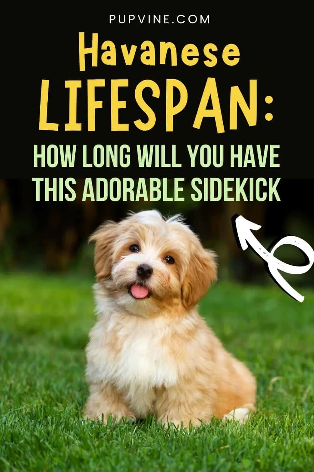 Havanese Lifespan How Long Will You Have This Adorable Sidekick