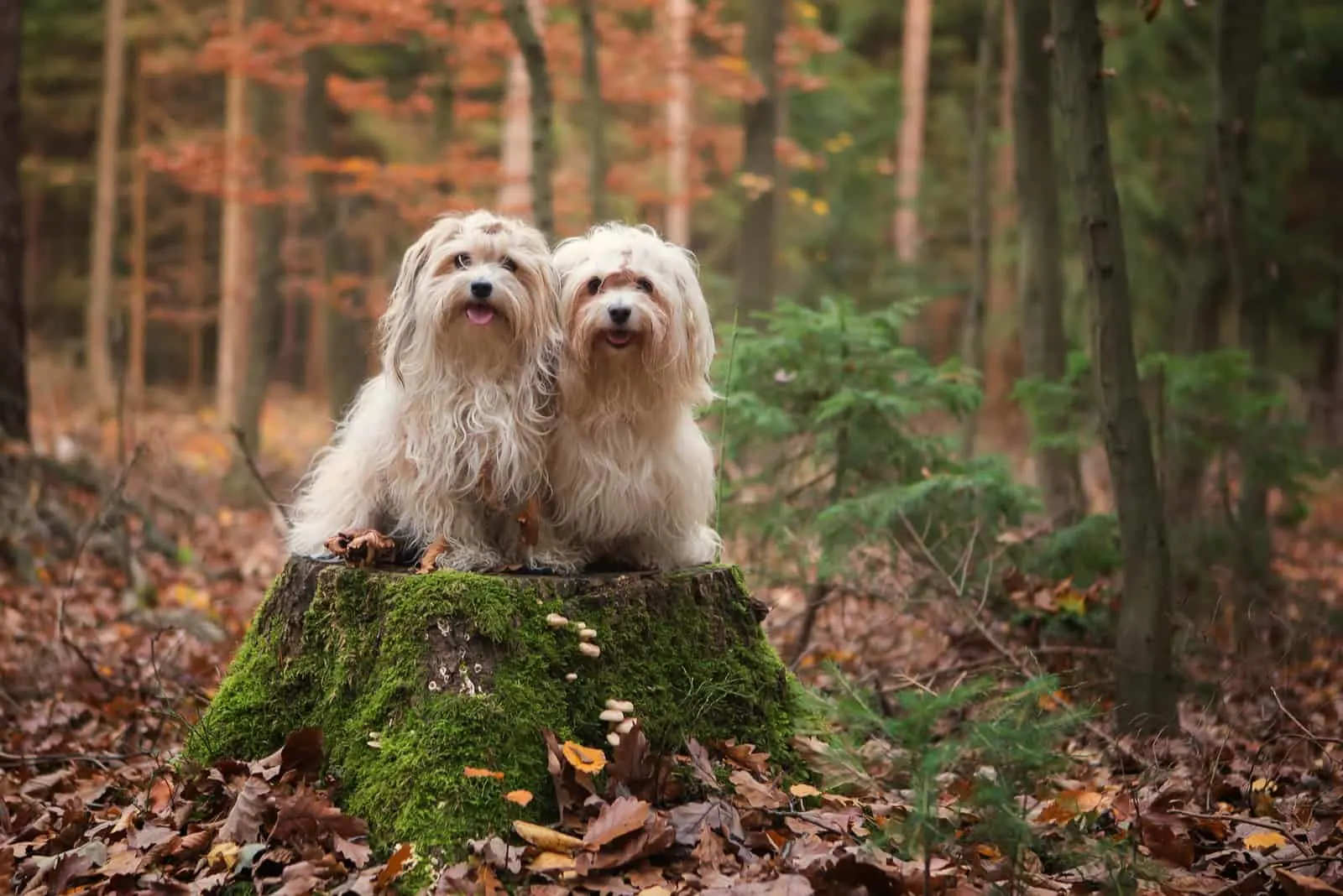 Havanese dogs in forest