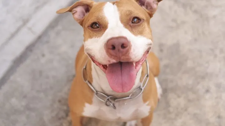 pitbull life expectancy average