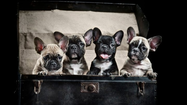How Many Puppies Can A French Bulldog Have In A Litter?