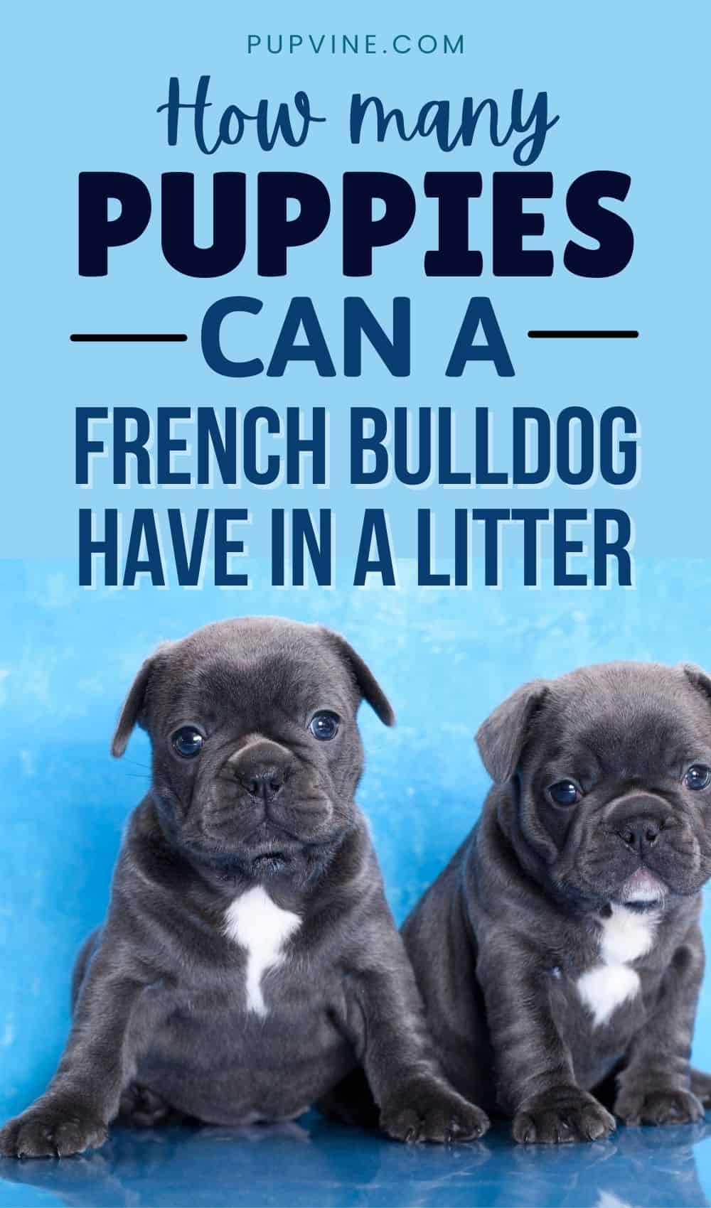 How Many Puppies Do French Bulldogs Have In A Litter