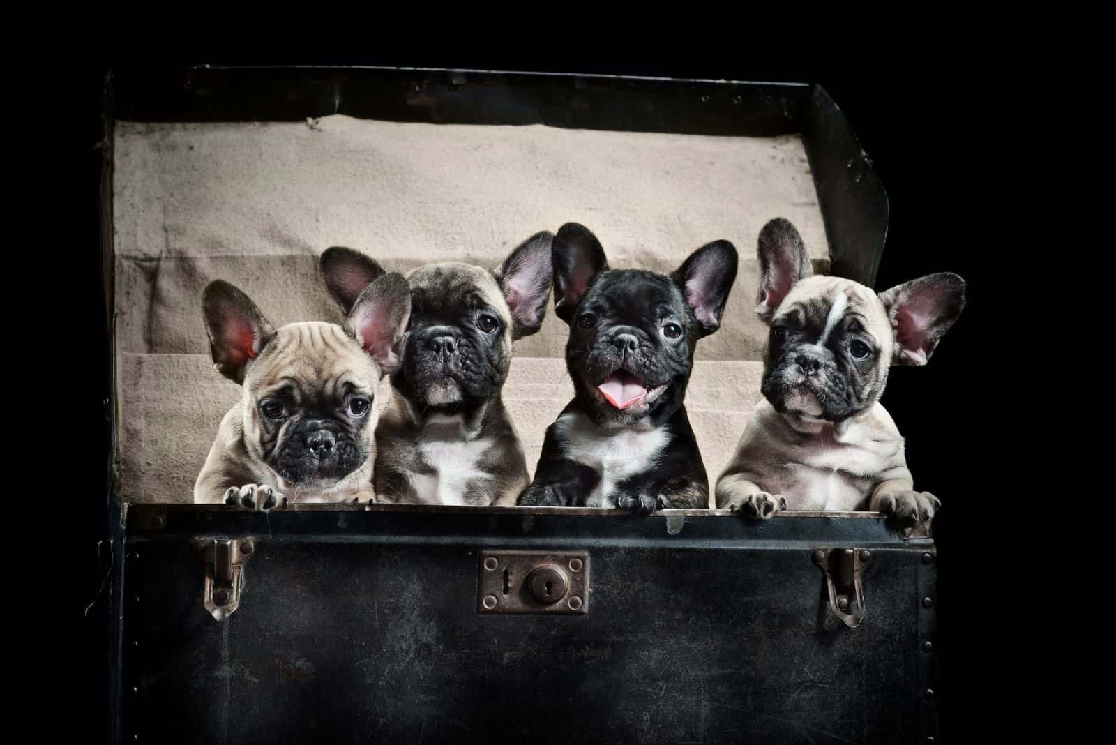How Many Puppies Can A French Bulldog Have In A Litter?