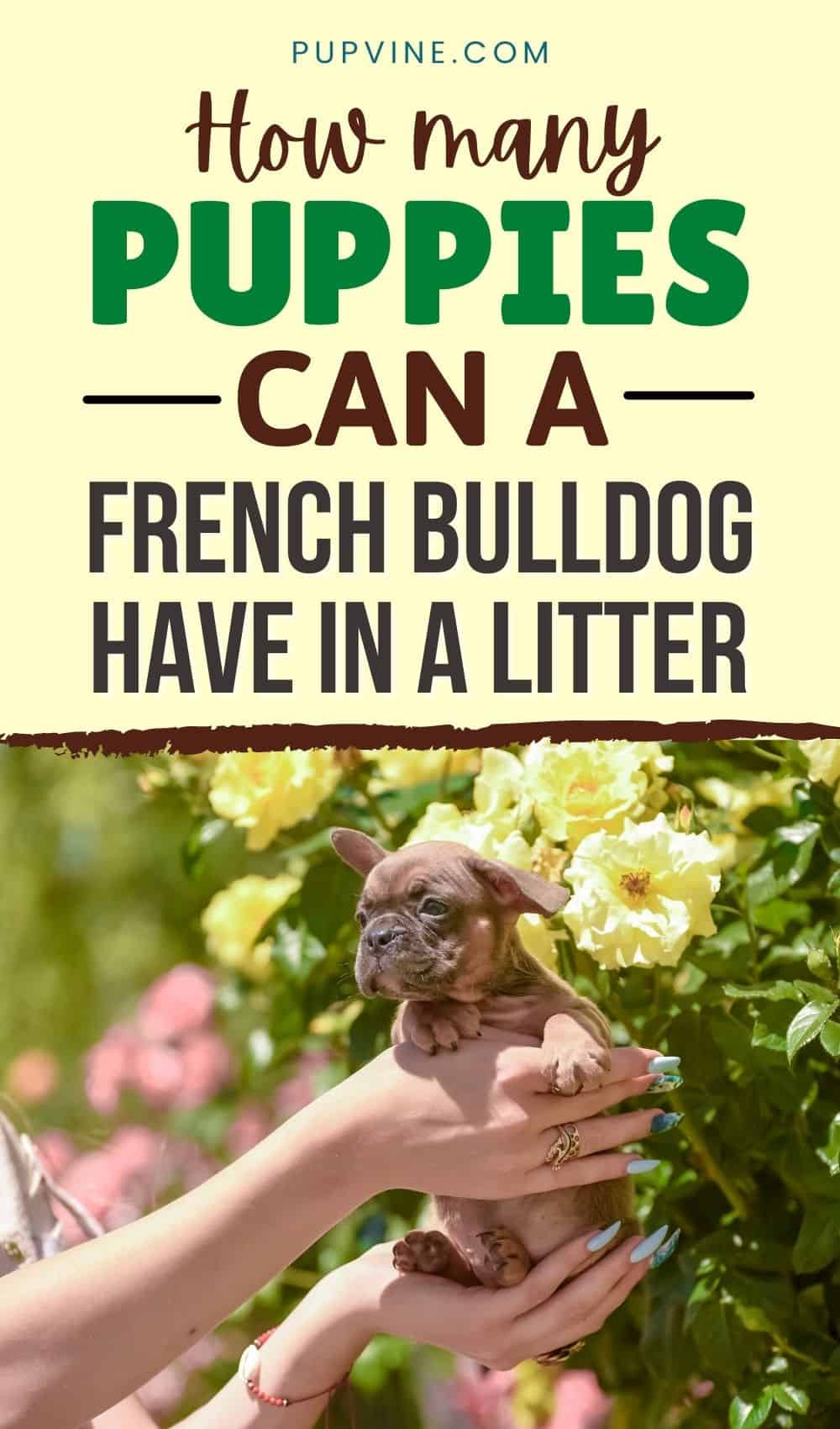 How Many Puppies Can A French Bulldog Have In A Litter?