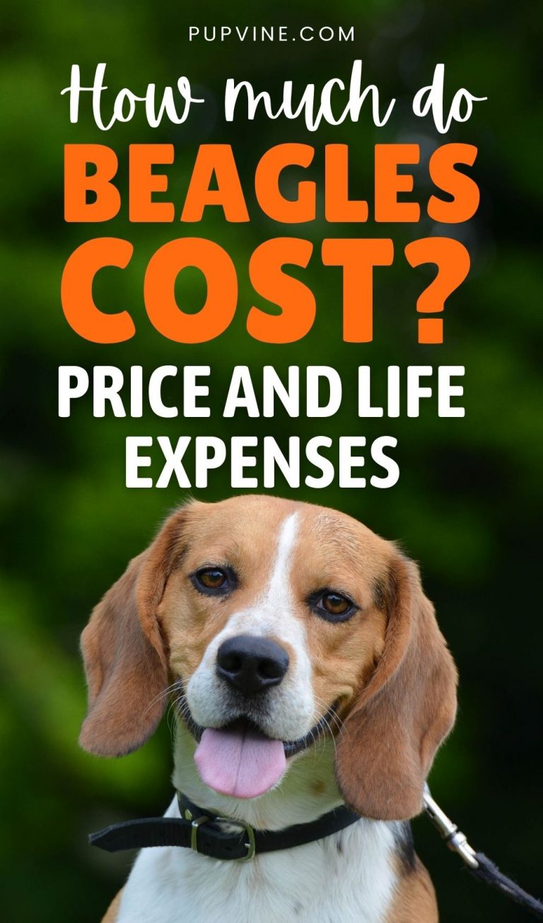 How Much Do Beagles Cost? Price And Life Expenses