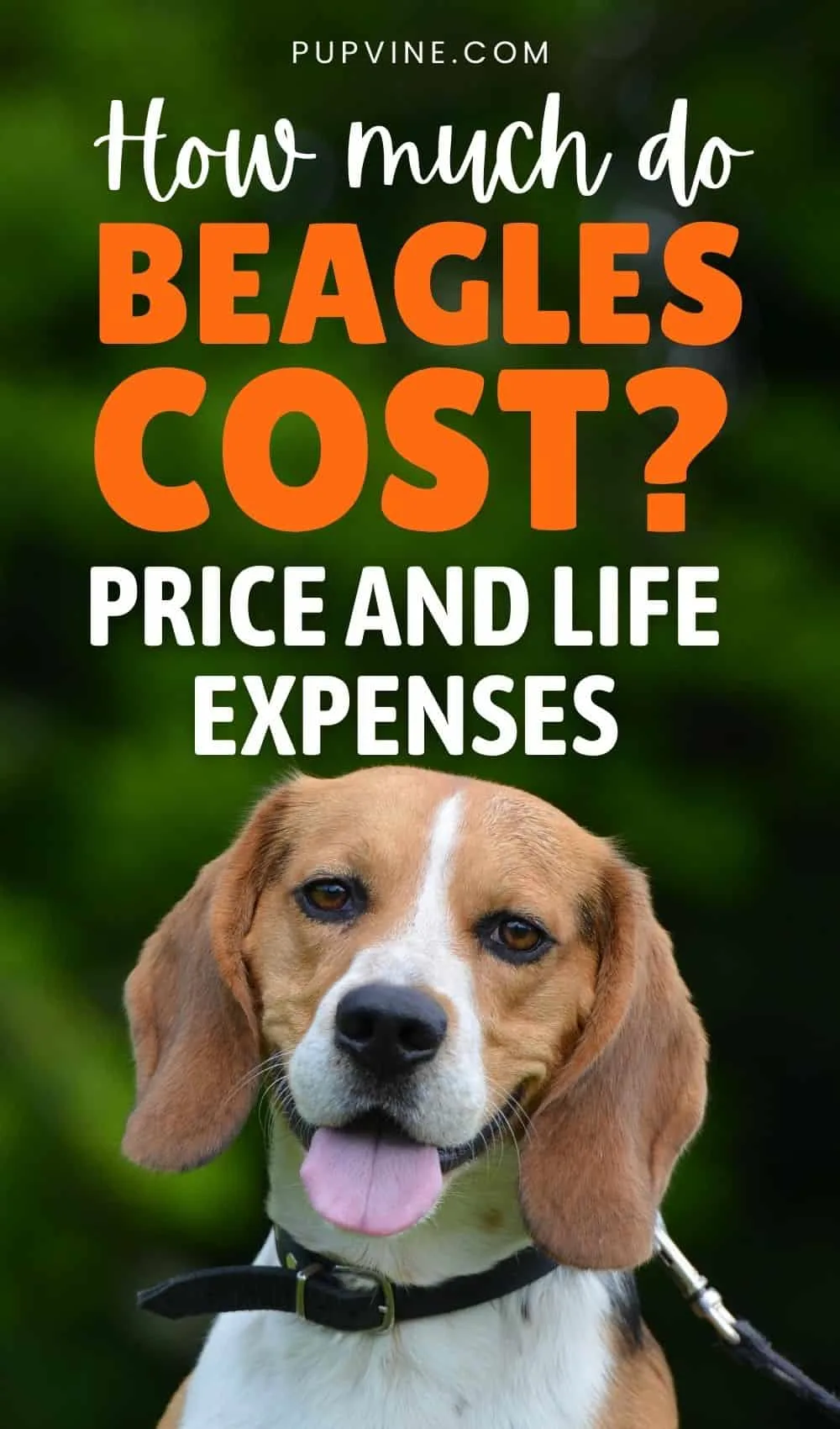 How Much Do Beagles Cost Price And Life Expenses