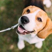 beautiful beagle sitting on grass