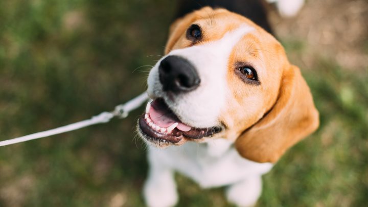 How Much Do Beagles Cost? Puppy And Adult Dog Life Expenses