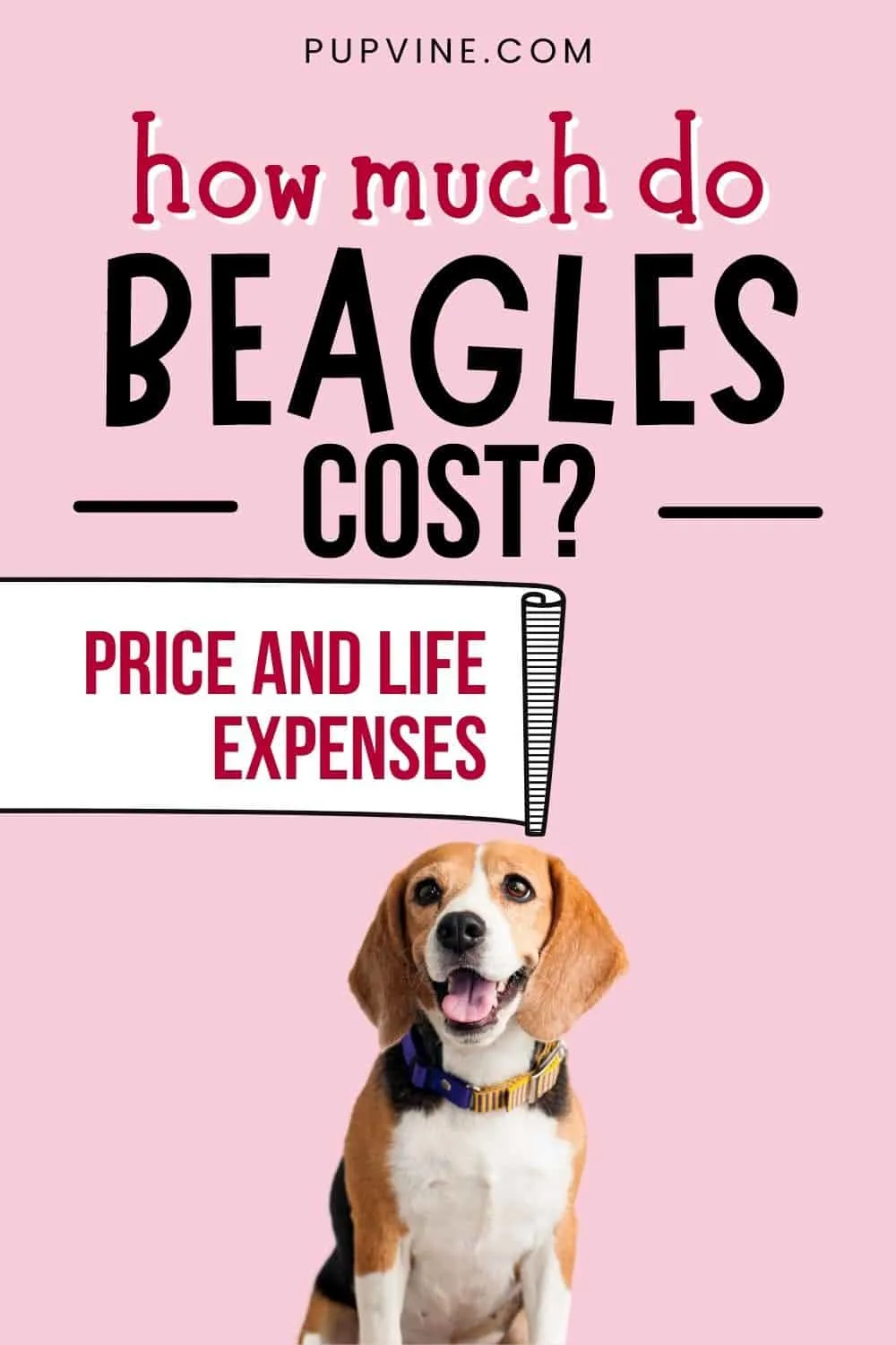 How Much Do Beagles Cost? Price And Life Expenses