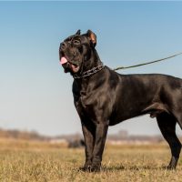 Black cane corso dog wearing metallic collar and leash