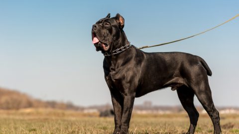 Black cane corso dog wearing metallic collar and leash