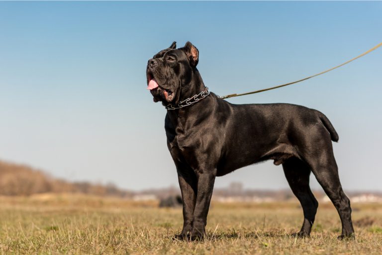 Black cane corso dog wearing metallic collar and leash