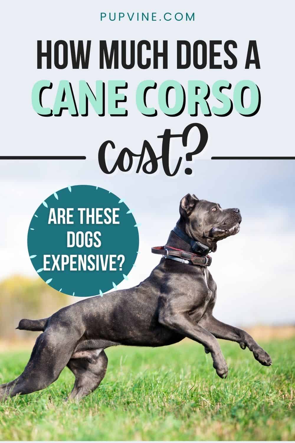 How Much Does A Cane Corso Cost? Are These Dogs Expensive?