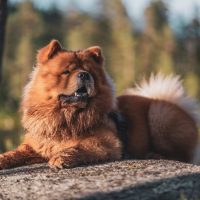 A chow chow lying on a stone in the woods