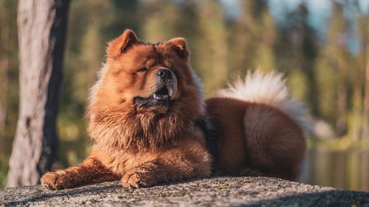 How Much Does A Chow Chow Cost? Puppy Price And Expenses