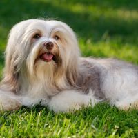chocolate sable colored havanese dog is lying in the grass
