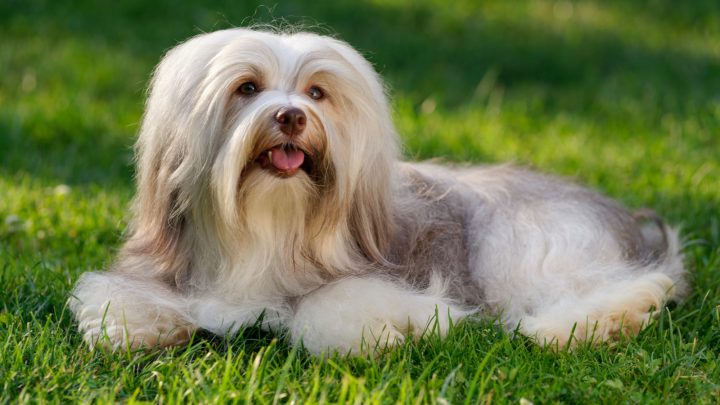 How Much Does A Havanese Cost: The Complete Expenses Guide