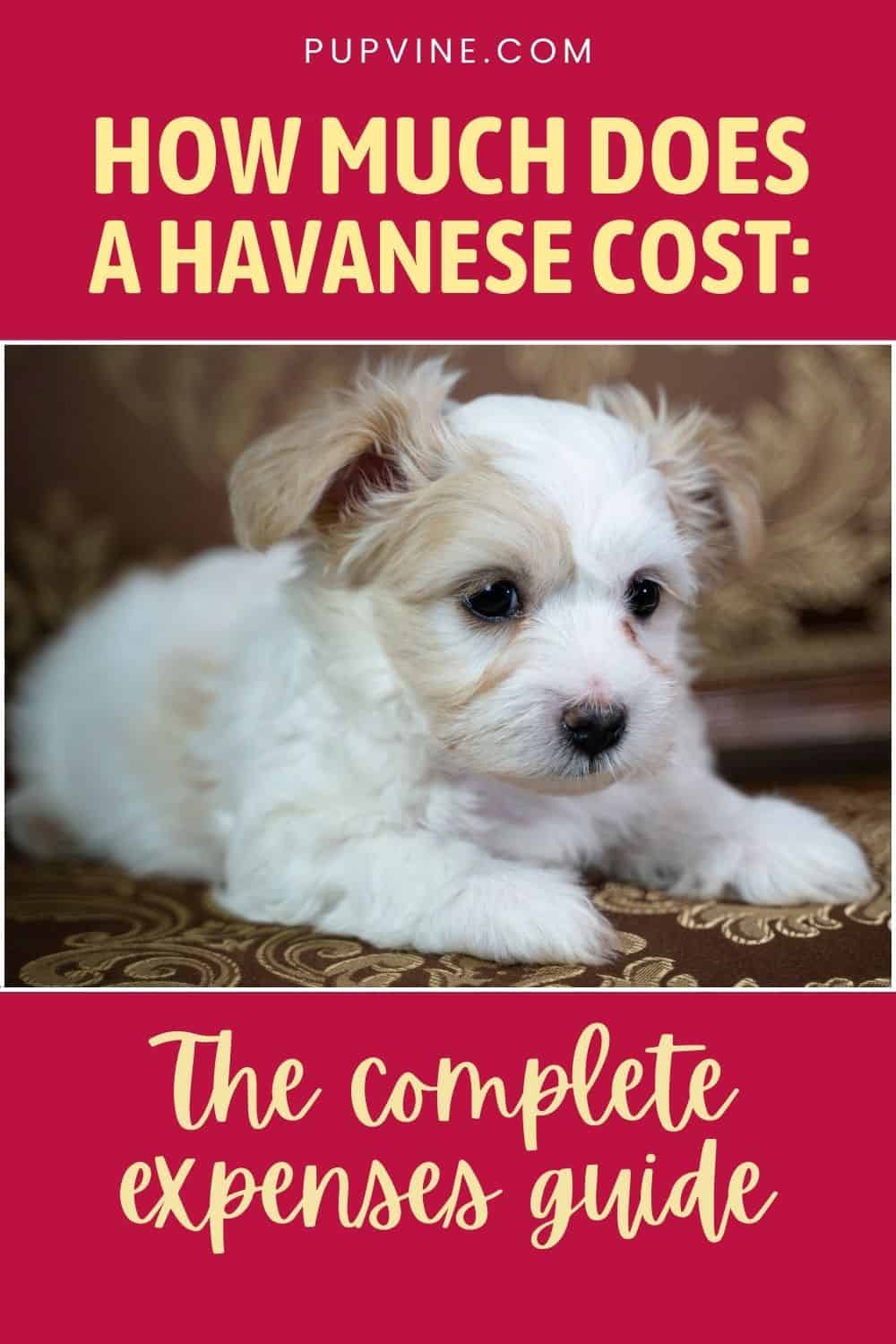 How Much Does A Havanese Cost The Complete Expenses Guide