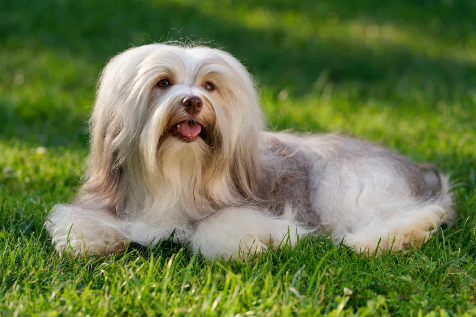 How Much Does A Havanese Cost - PupVine