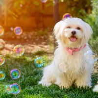 Lovely maltese puppy in the Garden