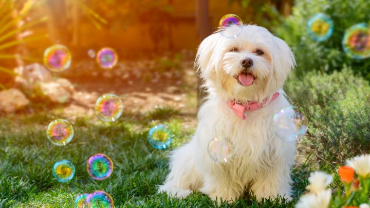 How Much Does A Maltese Cost? Crunching Some Big Numbers
