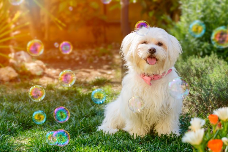 Lovely maltese puppy in the Garden