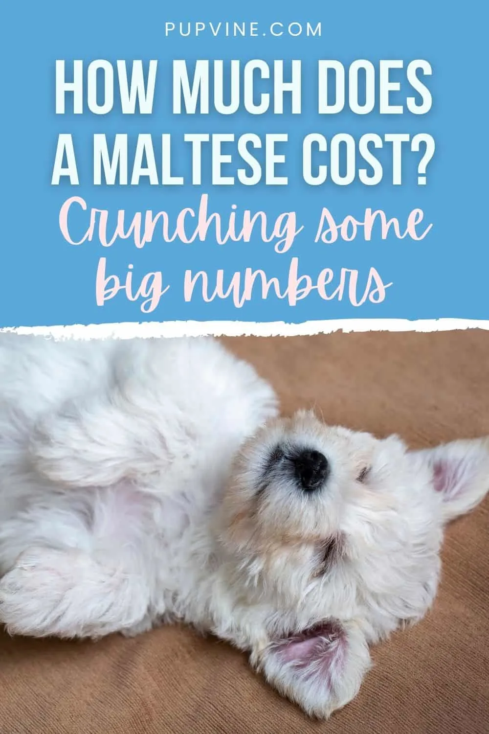 How Much Does A Maltese Cost Crunching Some Big Numbers