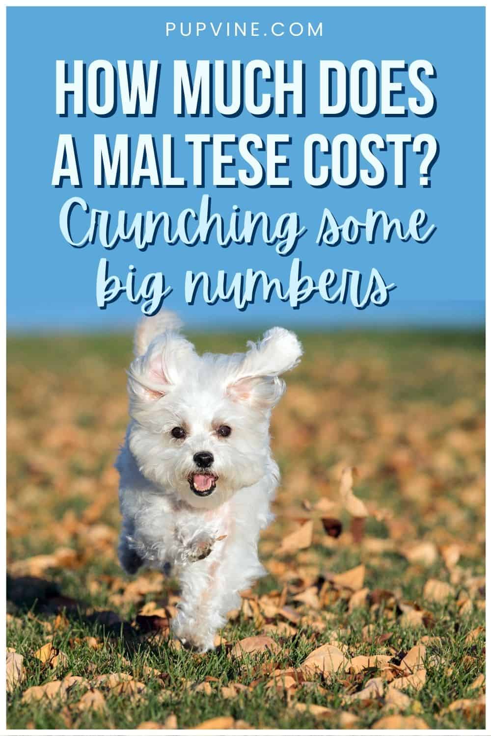 How Much Does A Maltese Cost Crunching Some Big Numbers