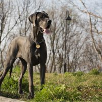 great dane dog outdoors