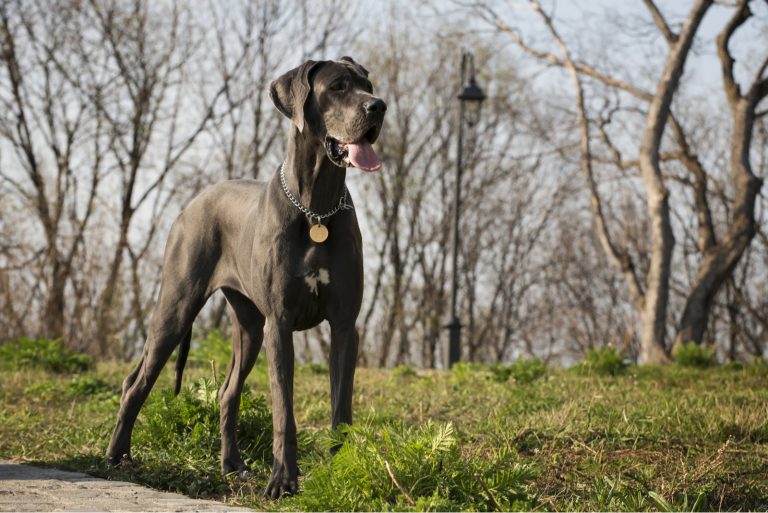 great dane dog outdoors
