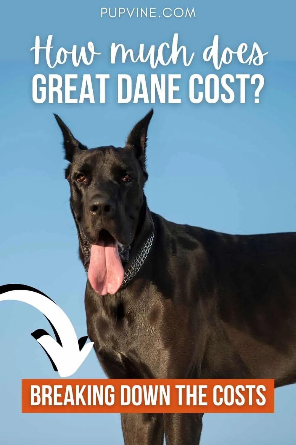 How Much Does Great Dane Cost Breaking Down The Costs