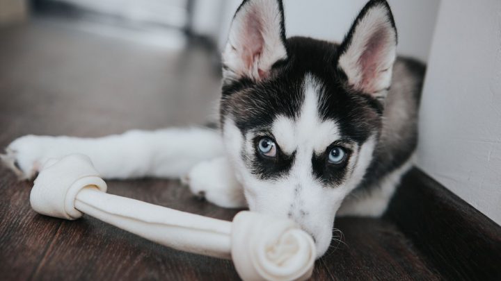 Husky Teething: How To Cope With Teething Husky Puppies