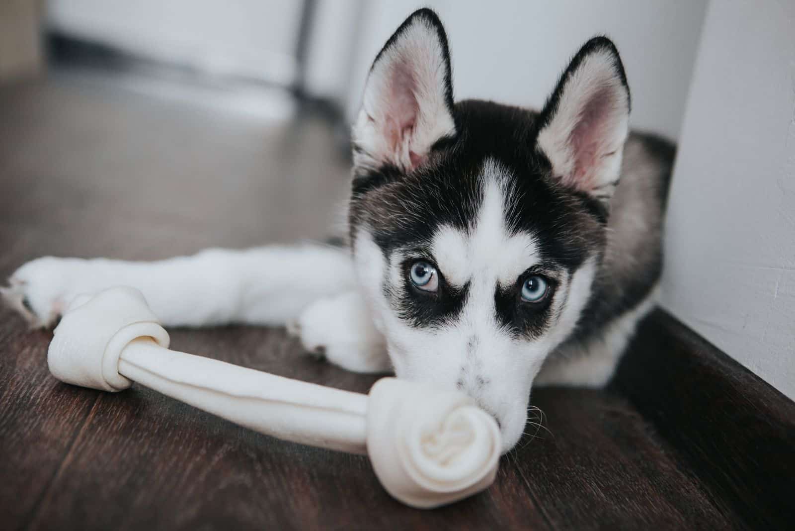 siberian husky puppy lying down in front of his toy inside home