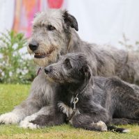 Puppy and big gray dog of breed Irish Wolfhound outdoors